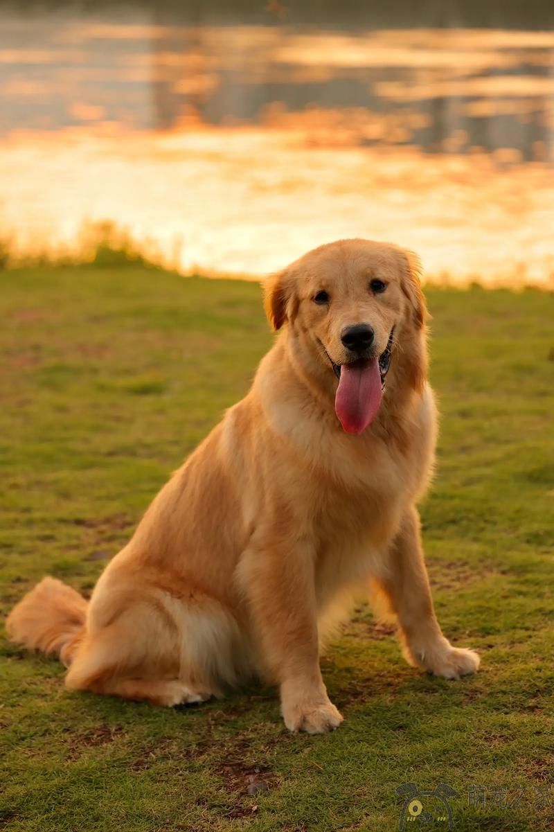 黄昏之际的金毛(图2)