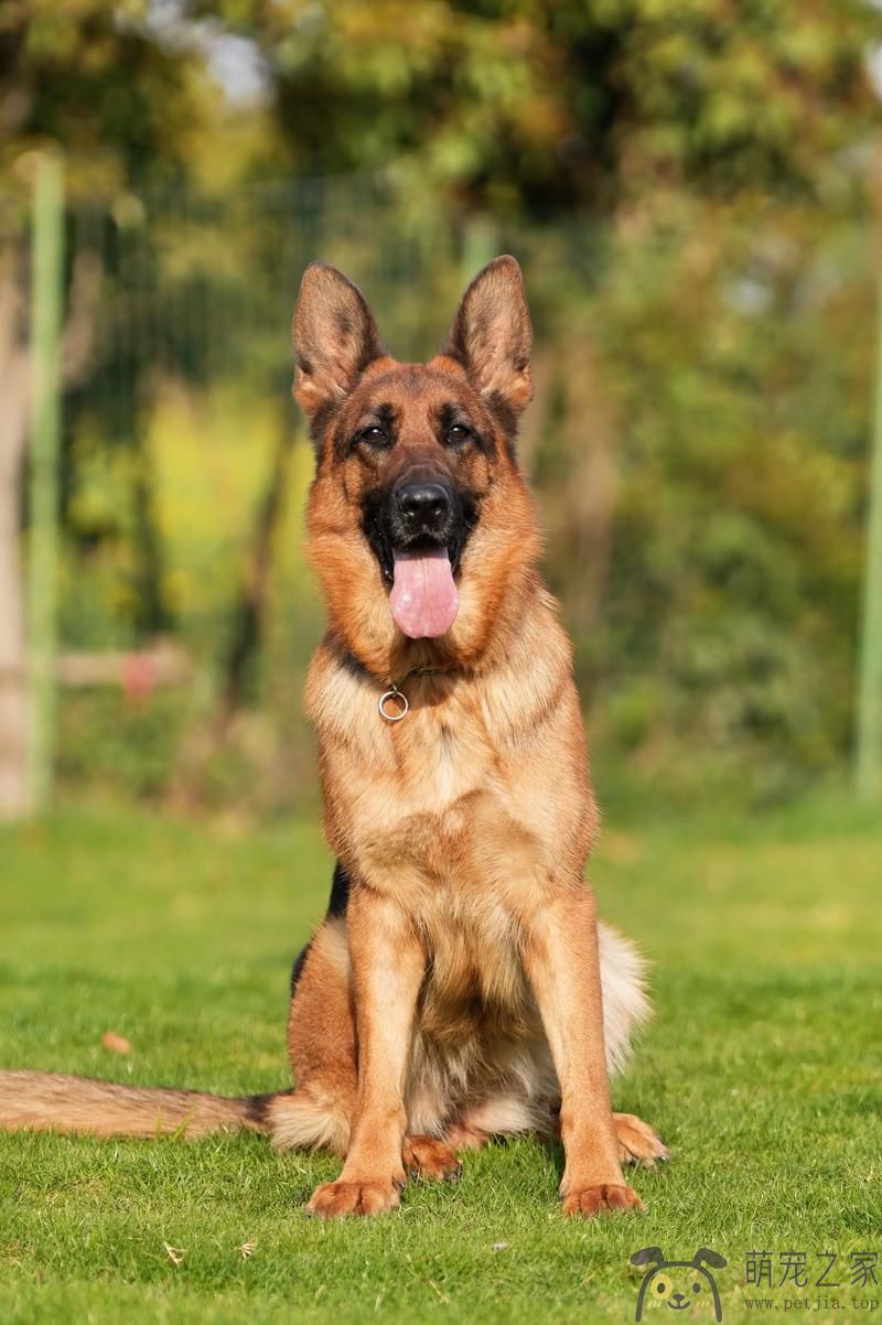 我家的德国牧羊犬(图2)
