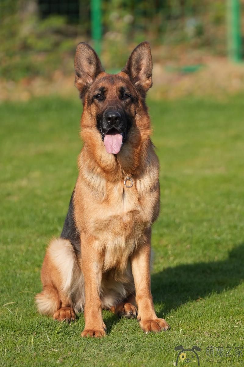 我家的德国牧羊犬(图1)