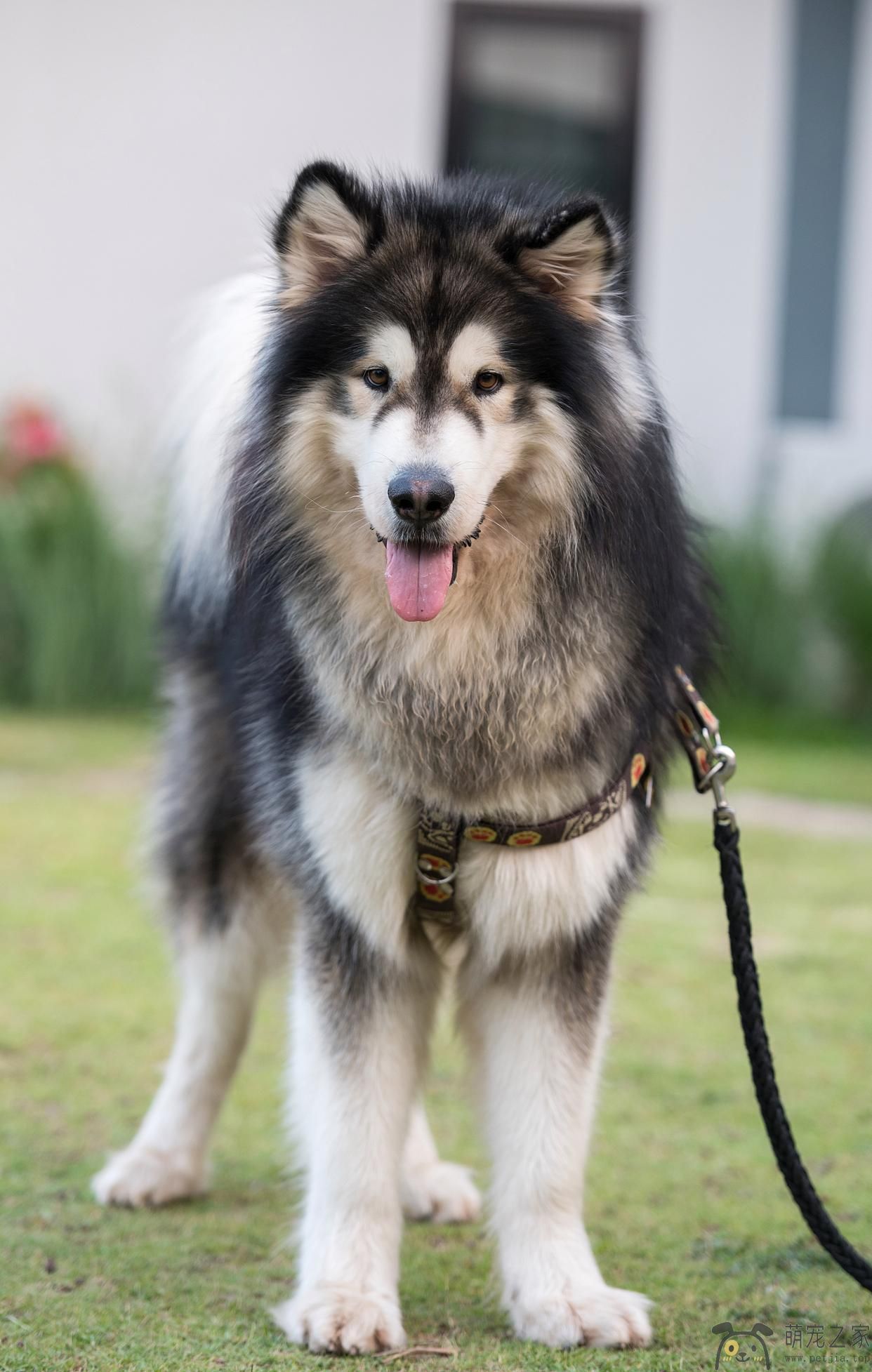 阿拉斯加犬(图1)