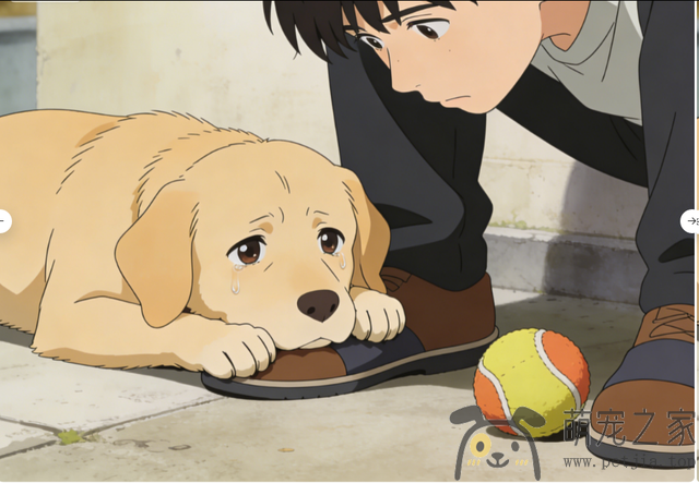 “缺爱”的狗狗，都有这些典型表现！- 宠物之家 