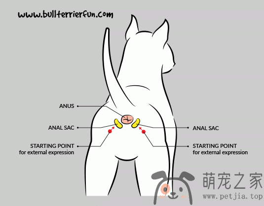 为什么狗狗见面，会先去闻对方的屁股？- 宠物之家 