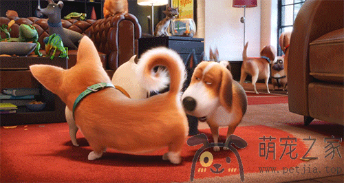 为什么狗狗见面，会先去闻对方的屁股？- 宠物之家 